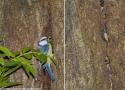 Une cohabitation étonnante et inédite entre un couple de Mésanges bleues et une colonie de Grandes Noctules, une espèce carnivore