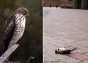 Le comportement opportuniste d’une Petite Buse se nourrissant des oiseaux ayant heurté les vitres d’un ensemble de bâtiments