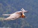 La « barbe » du Gypaète barbu (Gypaetus barbatus) servirait-elle aussi de « capteur » des flux d’air ?