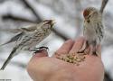 Nourrir les oiseaux sauvages dans sa main : conseils et limites