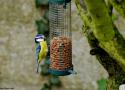 Quelles sont les couleurs des mangeoires les plus attractives pour les oiseaux des jardins ?