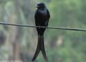 Premier cas documenté de reproduction du Drongo royal dans la péninsule Arabique en 2023