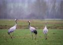 Septième festival Festi’Grues au Château de Meauce (Nièvre) les 26 et 27 octobre 2024