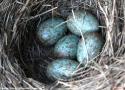 L’ovale de Descartes permettrait de reproduire de façon universelle la forme des œufs des oiseaux
