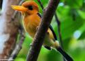 Proposition de reconnaissance d’une nouvelle espèce d’oiseau endémique de Papouasie-Nouvelle Guinée, le Martin-chasseur à ventre ocre ou d’Entrecasteaux 