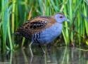 La Marouette de Baillon a niché de nouveau en Autriche en 2025, soit 70 ans après la dernière reproduction confirmée