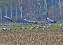 17ème Fête de la Grue et de la Migration au lac du der-Chantecoq (Marne/Haute-Marne) jusqu’au 27 octobre 2024