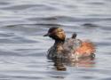 Sortie guidée dans le site ornithologique des Cinq Tailles à Thumeries (Nord) le 16 juin 2024