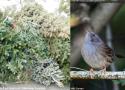 Quelques idées pour recycler son sapin de Noël après les fêtes pour aider la faune sauvage, et notamment les oiseaux