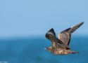 Conférence sur les oiseaux marins dans la Maison de la baie d’Audierne (Finistère) le 28 août 2024