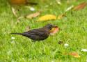 Comptage national printanier des oiseaux des jardins en France métropolitaine les 25 et 26 mai 2024