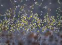 34ème Festival de l’Oiseau et de la Nature en baie de Somme du 12 au 20 avril 2025