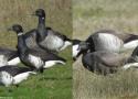 Où observer les oiseaux dans les havres du Cotentin (Manche) ?