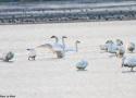 La population de Cygnes de Bewick hivernant de l’est de la Méditerranée à la mer Caspienne serait plus importante qu’on ne le pensait