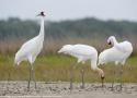 Plus de 530 Grues blanches ont hiverné au Texas (États-Unis) en 2022-2023