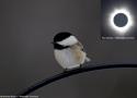 Augmentation inattendue du nombre de captures d’oiseaux migrateurs lors d’une éclipse solaire