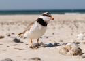 Quelques conseils simples pour partager les plages avec les oiseaux