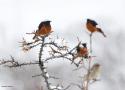 Séjour ornithologique à la fin de l’hiver dans le Grand Caucase et dans les plaines de l’est de la Géorgie