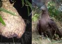 Favoriser la nidification de la Bondrée apivore dans les plantations ibériques d’eucalyptus pour lutter contre le Frelon asiatique