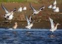 Soumettez jusqu’au 15 août votre court métrage sur les oiseaux migrateurs dans le cadre du 34ème Festival International des Écrans de l’Aventure de Dijon (Côte-d’Or) du 7 au 12 octobre 2025