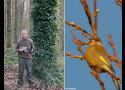 Test du Canon RF 100-500 mm et choix d’un super téléobjectif pour photographier les oiseaux