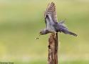 Quatrième concours de la “photo d’oiseau de l’année” jusqu’au 1er août 2024