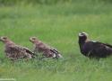 La population autrichienne d’Aigles impériaux a atteint un nouveau record de 50 couples en 2025