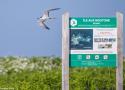 La Sterne bridée « habituelle » séjourne à nouveau en 2025 sur l’île aux Moutons (Finistère), le royaume breton des sternes