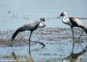 La Grue caronculée n’est plus considérée comme étant en danger critique d’extinction en Afrique du Sud