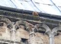 Cinq ans après l’incendie, où en sont les Faucons crécerelles de Notre-Dame de Paris ?
