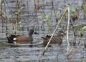 Première tentative documentée de nidification d’un couple de Sarcelles à ailes bleues en Grande-Bretagne en 2024