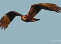 Sortie ornithologique guidée dans le marais de Gannedel (Ille-et-Vilaine) le 9 mars 2024