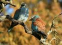 7ème édition du Festival Nature du Groupe Ornithologique du Roussillon à Alénya (Pyrénées-Orientales) les 29 et 30 mars 2025
