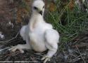 Un couple d’Aigles royaux a niché avec succès sur un palmier dans l’agglomération de San José, en Californie (États-Unis)