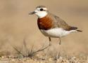Eilat Bird Festival du 23 au 26 mars 2025