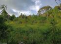Observer les oiseaux sur Rodrigues (Maurice), la « Cendrillon » des îles Mascareignes