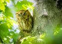 Premier cas documenté d’un rapace nocturne ayant mangé un gland !