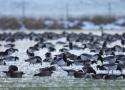 58ème comptage Wetlands International des oiseaux d’eau hivernants en France (et partout dans le monde) les 13 et 14 janvier 2024