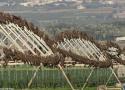 Les spectaculaires pré-dortoirs et dortoirs hivernaux des Milans noirs en Israël