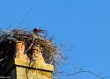 Observation atypique d’une Cigogne noire posée dans un ancien nid de Cigognes blanches en Meurthe-et-Moselle en juin 2025