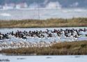 Conférence sur le suivi et l’évolution des populations d’oiseaux à Châteauroux (Indre) le 4 mars 2025