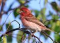 14e Festival des oiseaux migrateurs de la Côte-Nord au Québec (Canada) du 16 au 22 septembre 2024