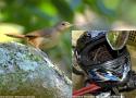 Un couple de Troglodytes australs tente de construire un nid dans un casque de moto