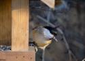 Comment ne pas trop défavoriser les Mésanges nonnette et boréale lorsque l’on nourrit les oiseaux ?