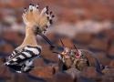 27ème festival international de la photo animalière et de nature de Montier-en-Der (Haute-Marne) du 21 au 24 novembre 2024