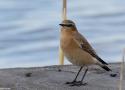Les bâtiments d’élevage, même intensif, peuvent servir de refuges inattendus pour certains oiseaux nicheurs menacés