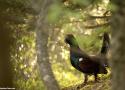 37ème Festival du Cinéma Nature et Environnement dans l’agglomération grenobloise (Isère) du 26 novembre au 3 décembre 2023