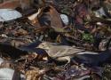 Comment différencier le Pipit d’Amérique (ou farlousane) des Pipits spioncelle et farlouse ?