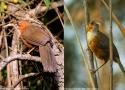 Proposition de reconnaissance d’une nouvelle espèce d’oiseau en Asie du Sud-est, le Pomatorhin aux yeux rouges