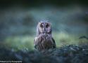 Neuvième Festival de la Photo Animalière (Festiphoto) de Rambouillet (Yvelines) du 26 au 28 septembre 2025